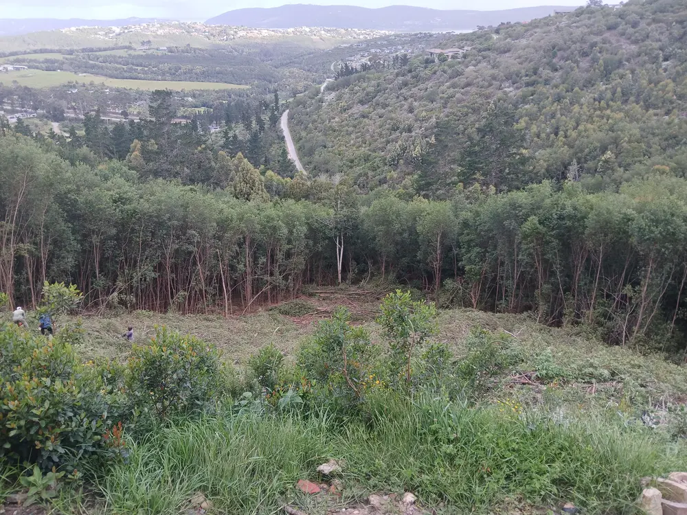 A hillside plot cleared of alien vegetation