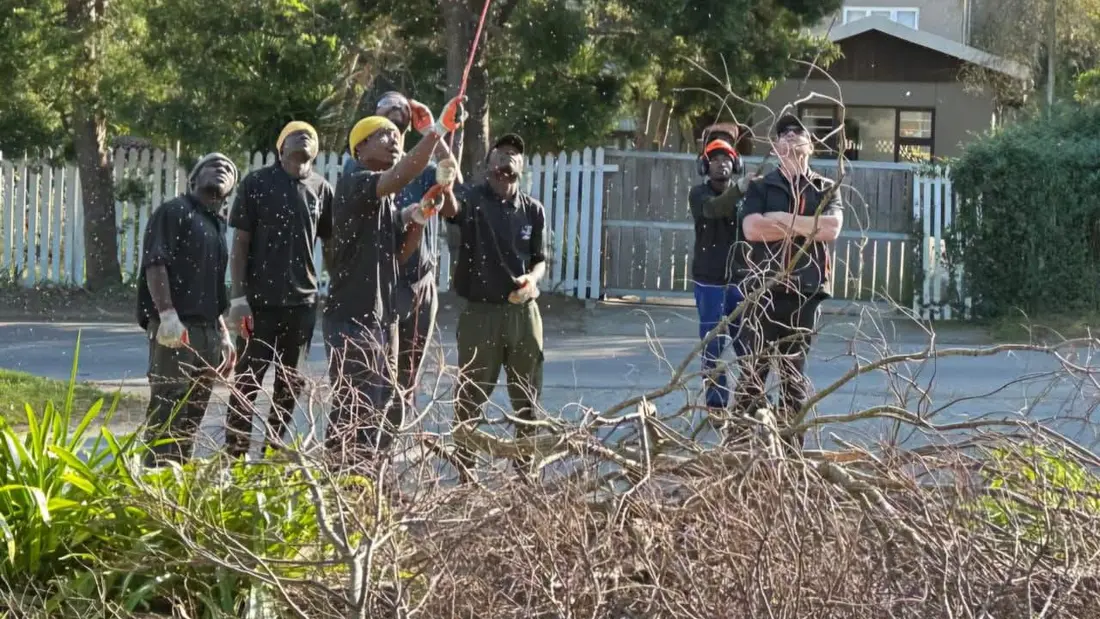 The Cut and Clear crew on site with pole saws, pruning a tree